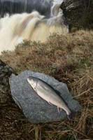 Arctic Charr